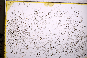 Plane Polarized, E18620