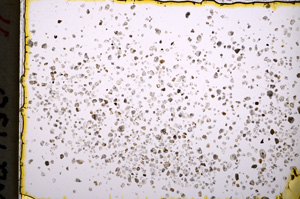 Plane Polarized, E18621