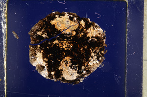 Cross Polarized, E18625