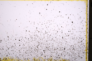 Plane Polarized, E18691