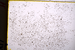 Plane Polarized, E18699