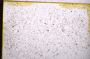 Plane Polarized, E18702