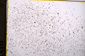Plane Polarized, E18707
