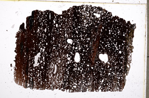 Plane Polarized, E18768