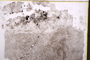 Plane Polarized, E18772