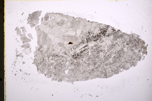 Plane Polarized, E18820