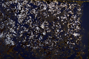Cross Polarized, E18840