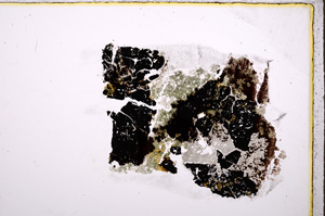 Plane Polarized, E18855