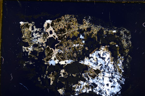 Cross Polarized, E18856