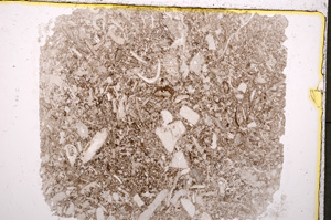 Plane Polarized, E18869