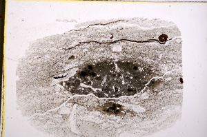 Plane Polarized, E18895