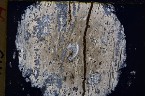 Cross Polarized, E18896