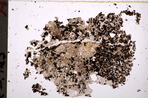 Plane Polarized, E18905