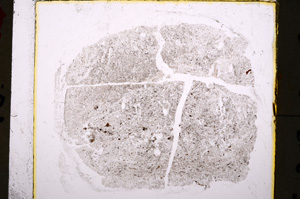 Plane Polarized, E18908