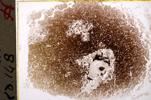 Plane Polarized, E18914