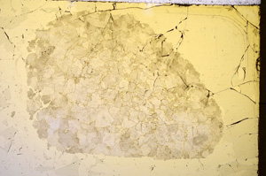 Plane Polarized, E18920