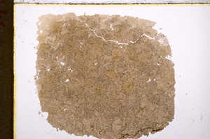 Plane Polarized, E18920/A