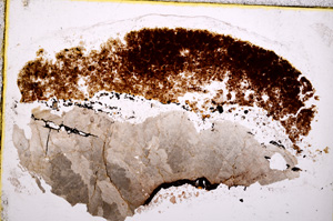 Plane Polarized, E18922/A