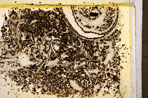 Plane Polarized, E18935/A