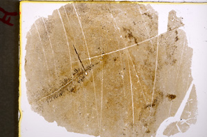 Plane Polarized, E18965