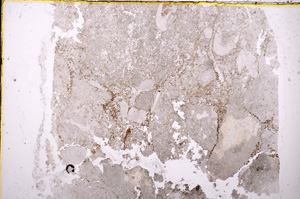 Plane Polarized, E18988