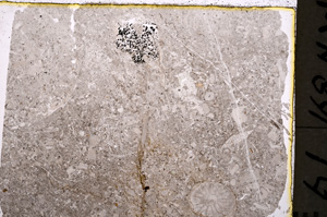 Plane Polarized, E18989