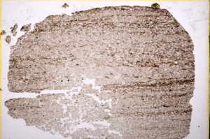 Plane Polarized, E18990