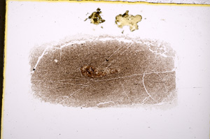 Plane Polarized, E18993