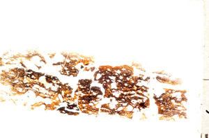 Plane Polarized, E19002