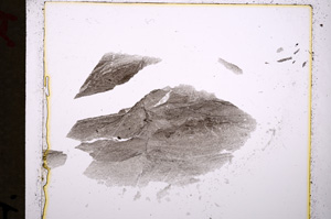 Plane Polarized, E19076