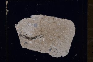 Cross Polarized, E19113