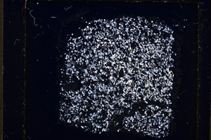 Cross Polarized, E19116