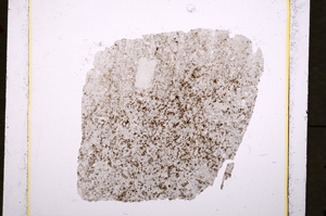 Plane Polarized, E19121