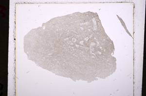 Plane Polarized, E19180