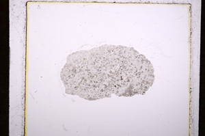 Plane Polarized, E19182