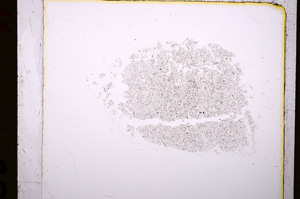 Plane Polarized, E19219