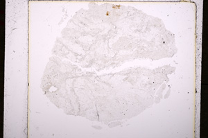 Plane Polarized, E19242