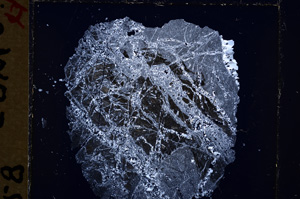 Cross Polarized, E19244