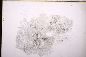 Plane Polarized, E19246