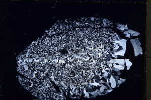 Cross Polarized, E19247