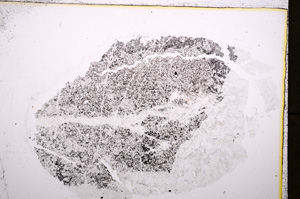 Plane Polarized, E19247