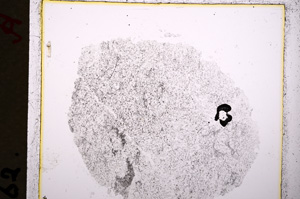 Plane Polarized, E19248