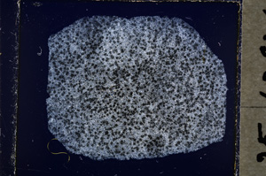 Cross Polarized, E19250