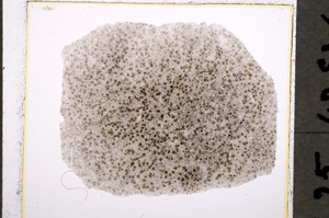 Plane Polarized, E19250