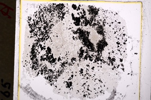 Plane Polarized, E19251