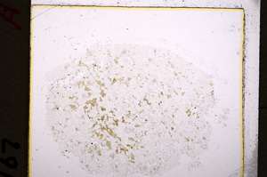 Plane Polarized, E19253