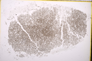 Plane Polarized, E19256