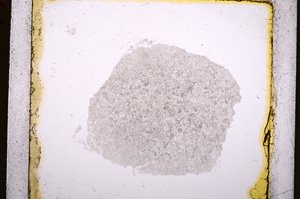 Plane Polarized, E19281