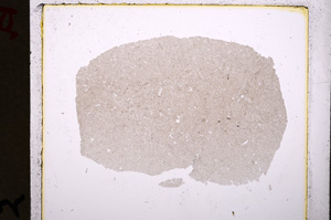 Plane Polarized, E19296