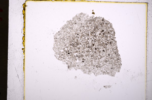 Plane Polarized, E19298